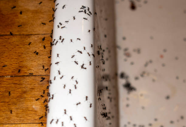 Byers, CO Pest Control Company